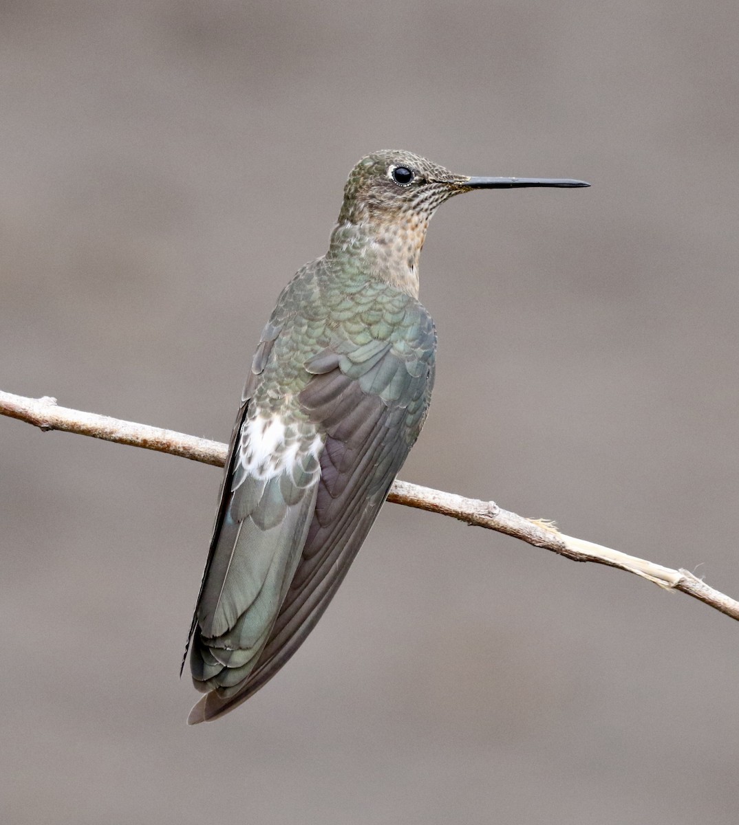 Giant Hummingbird - ML625480771