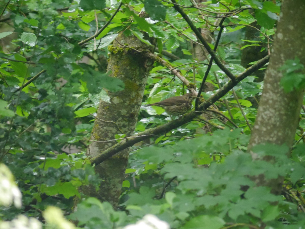 Song Thrush - ML625480776