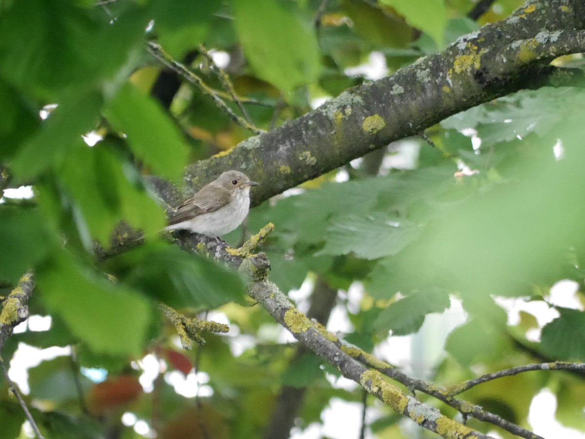 Spotted Flycatcher - ML625480778