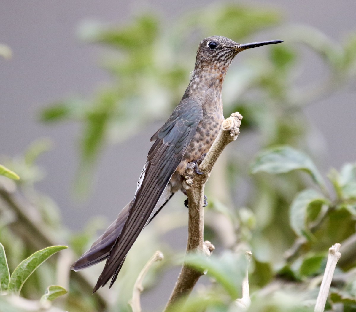 Giant Hummingbird - ML625480781