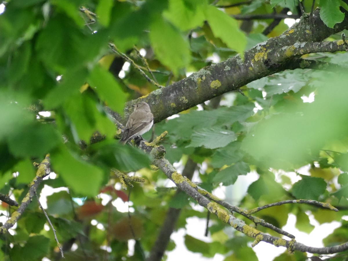 Spotted Flycatcher - ML625480782