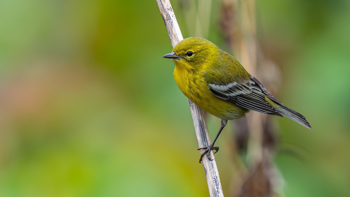Pine Warbler - Pranav Gokhale