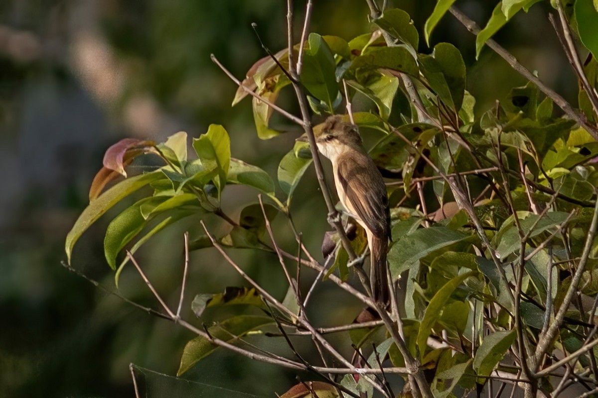 Clamorous Reed Warbler - ML625480793