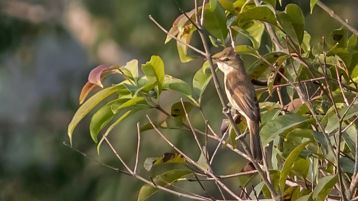 Clamorous Reed Warbler - ML625480794