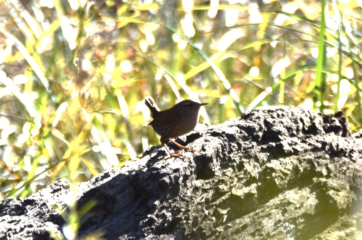 Winter Wren - ML625480843