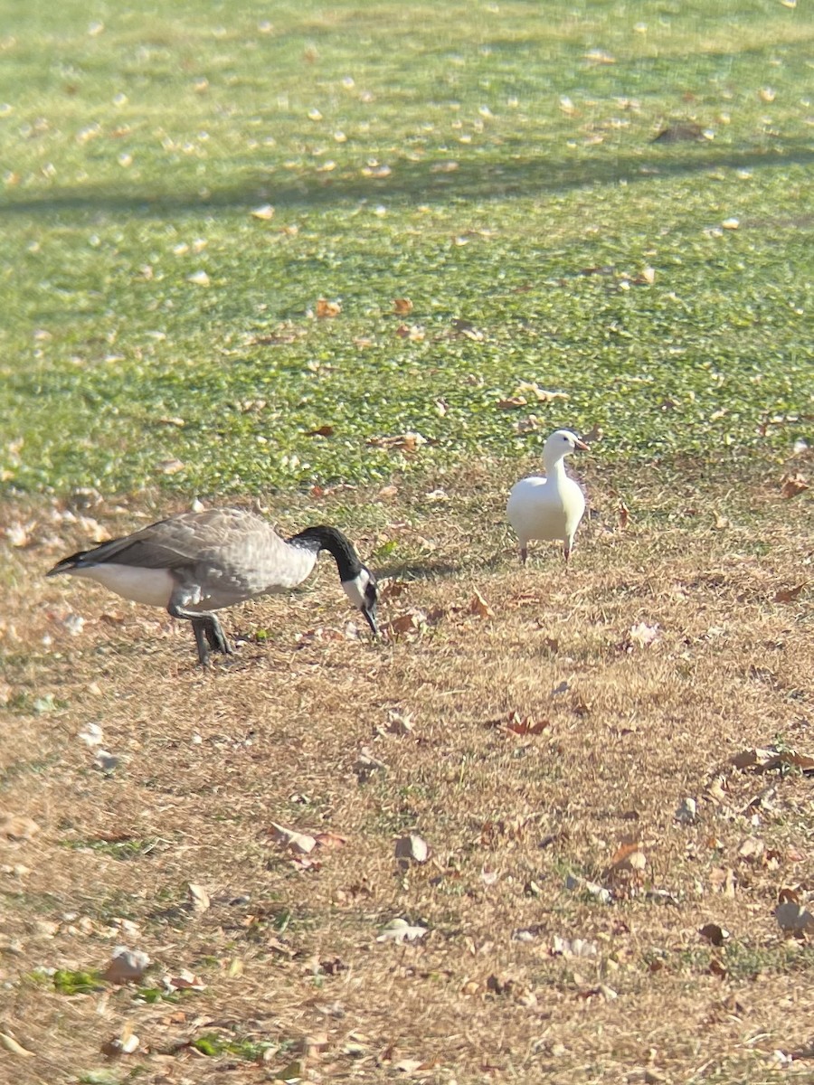 Ross's Goose - ML625480924