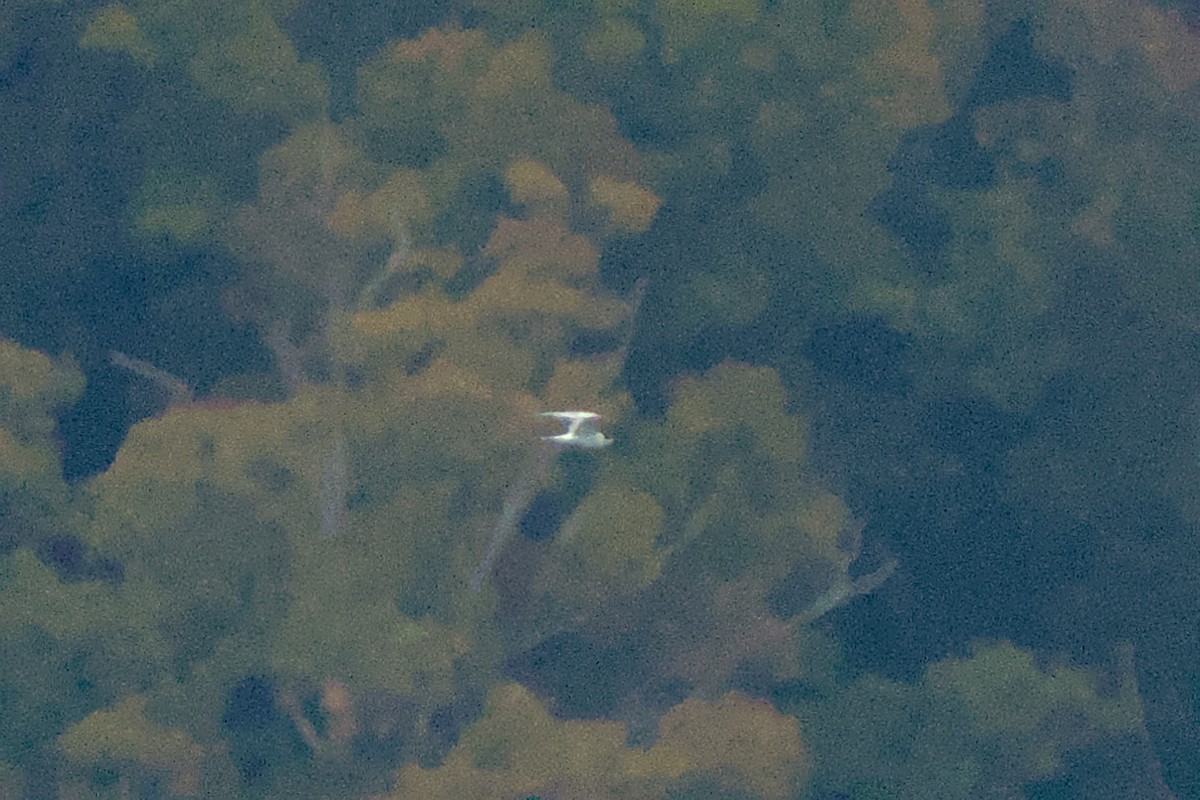 燕鷗 - ML625481092