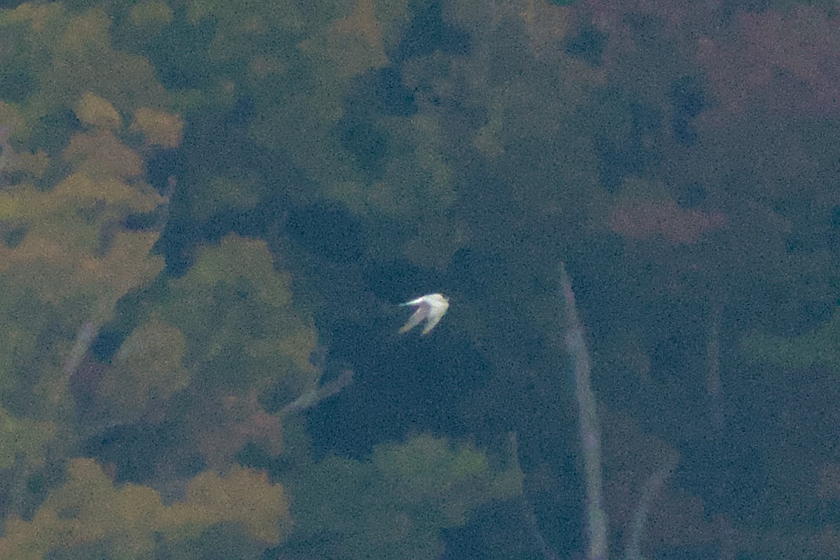 燕鷗 - ML625481093