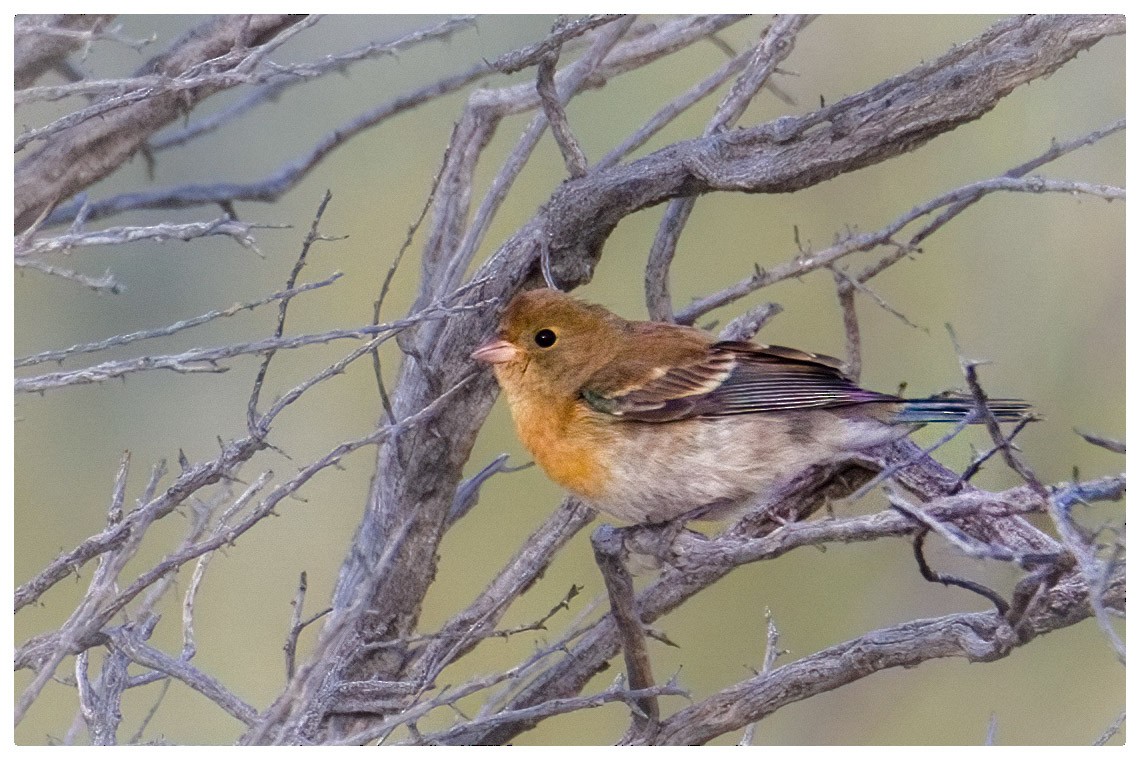 Lazuli Bunting - ML625481269