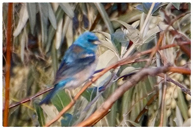 Lazuli Bunting - ML625481306