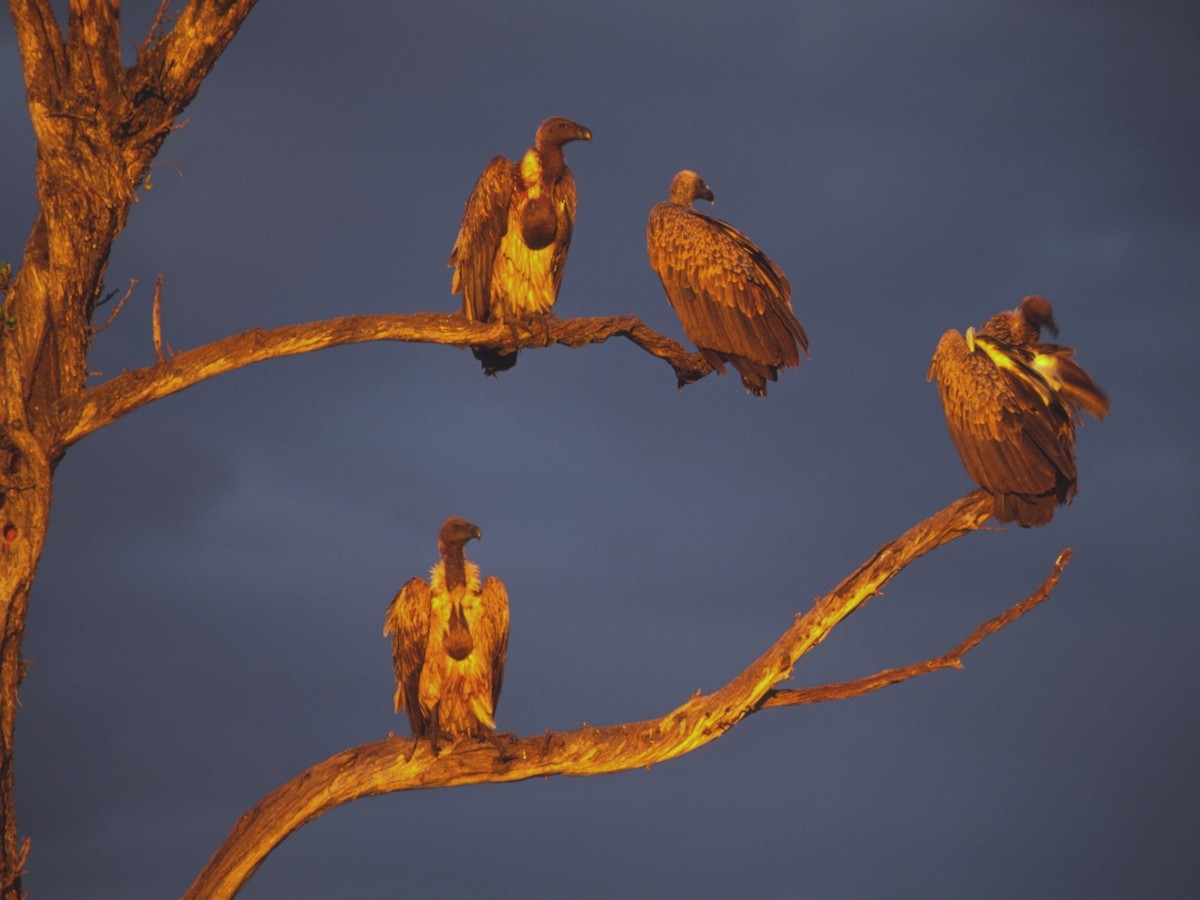 White-backed Vulture - Eric van Poppel