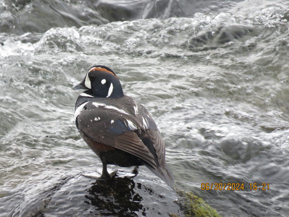 Harlequin Duck - Mary  Hudson