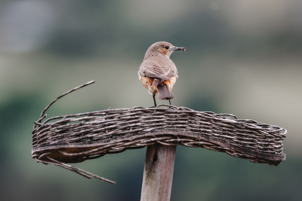 アカオイワビタキ - ML625481613