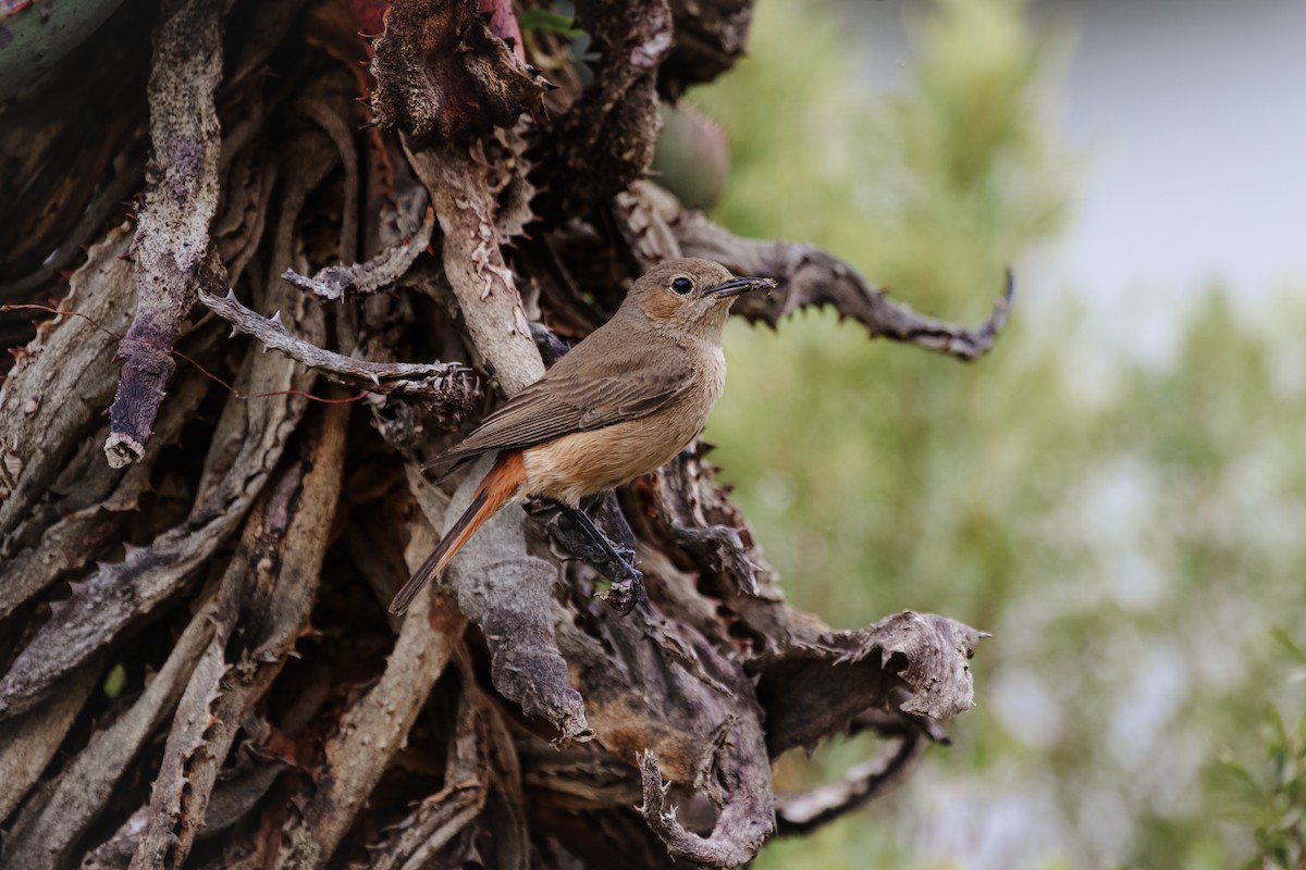 アカオイワビタキ - ML625481614