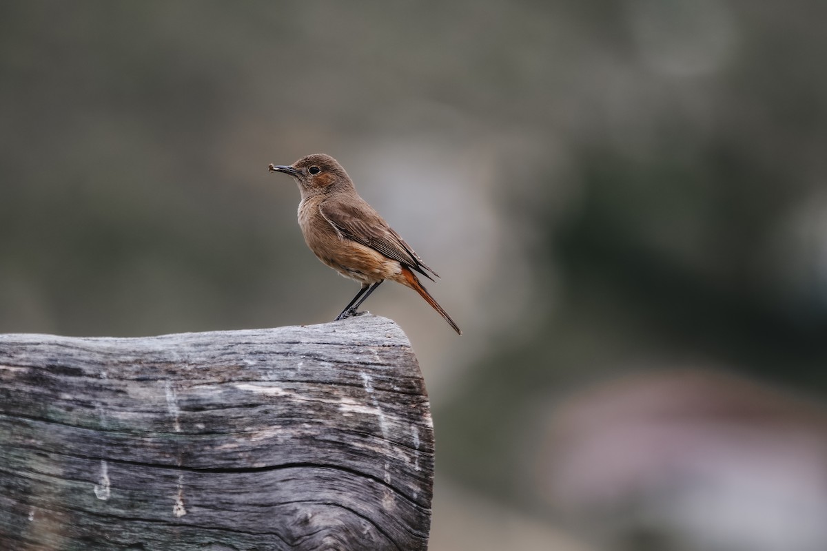 アカオイワビタキ - ML625481615