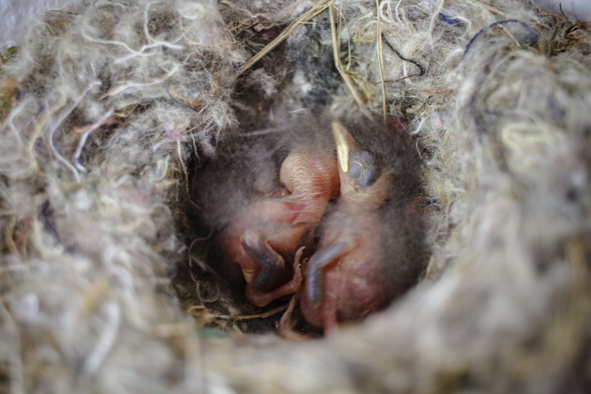 アカオイワビタキ - ML625481616