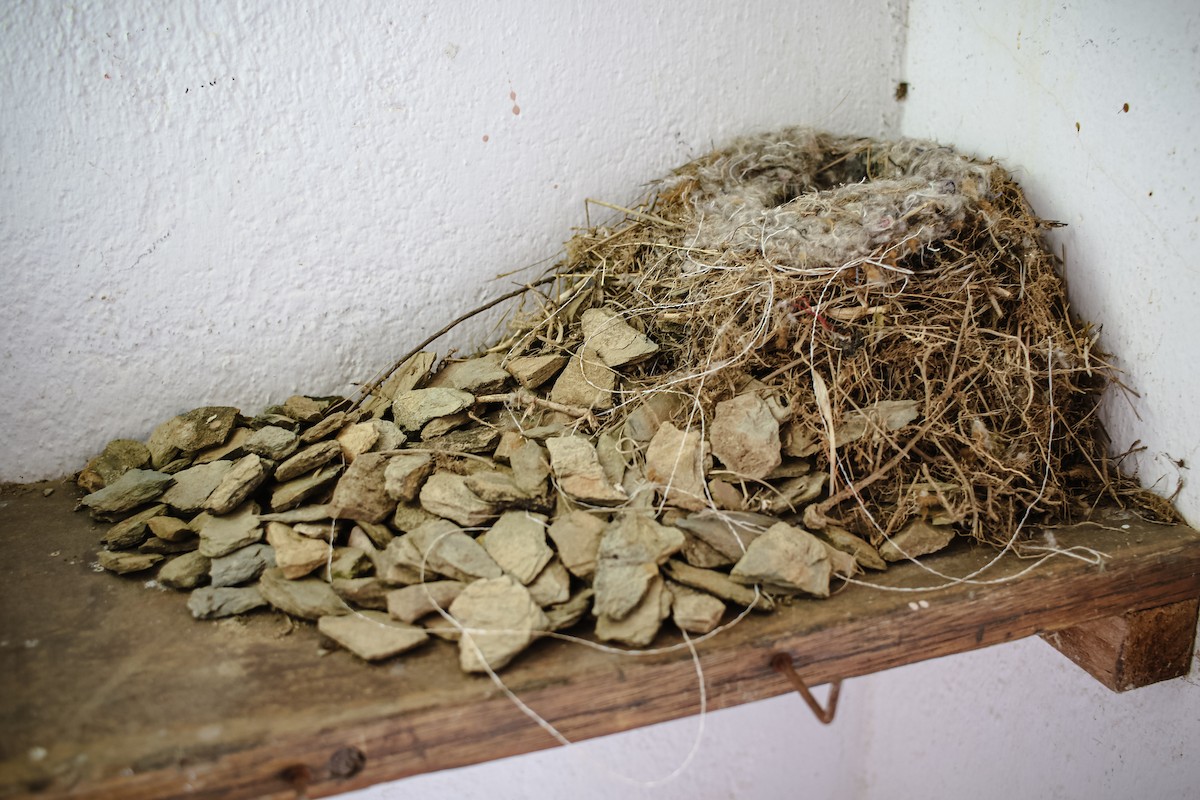 アカオイワビタキ - ML625481617