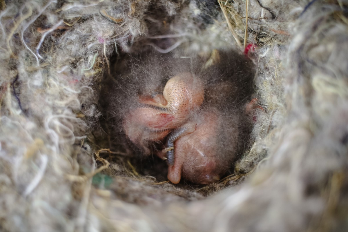 アカオイワビタキ - ML625481618