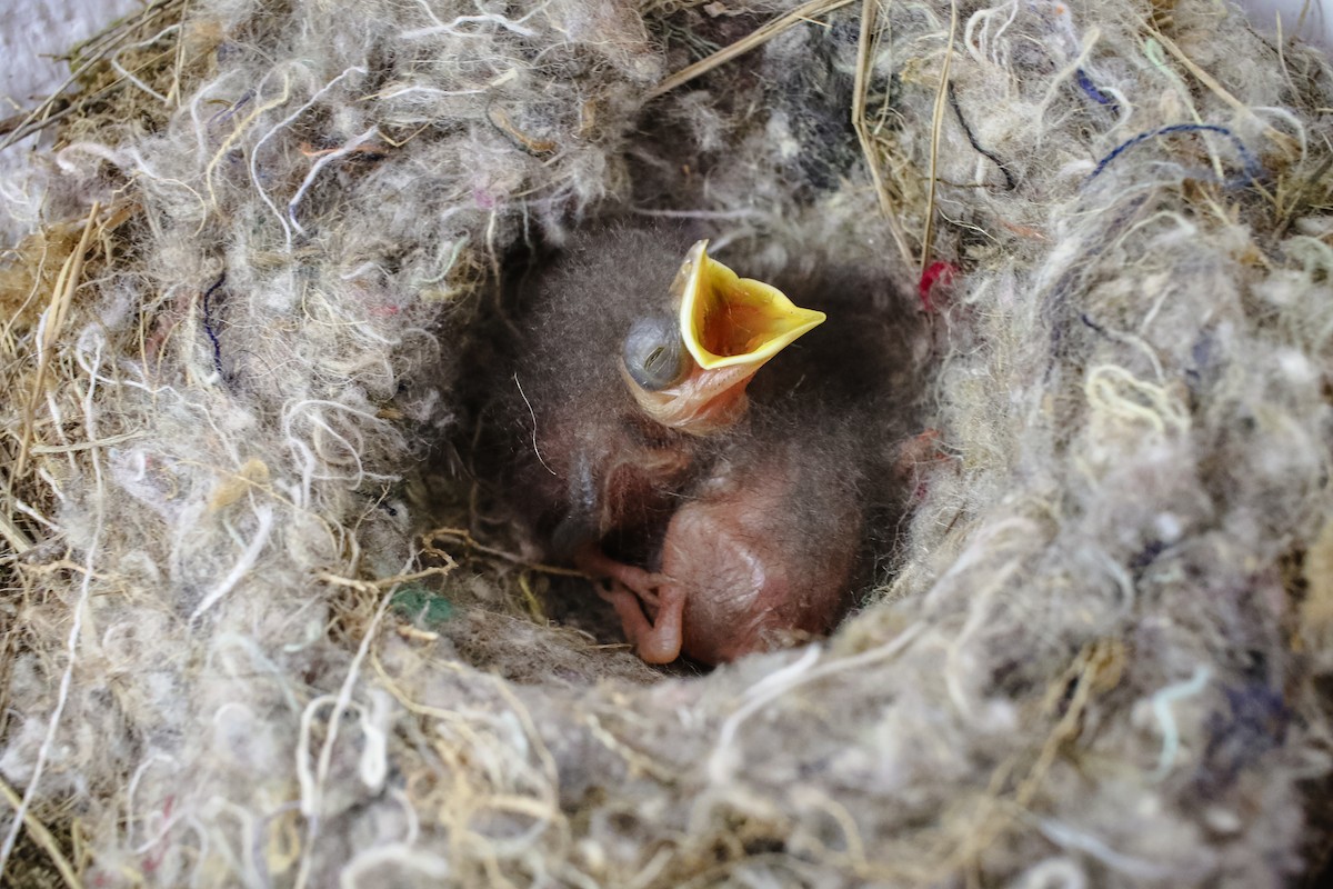 アカオイワビタキ - ML625481619