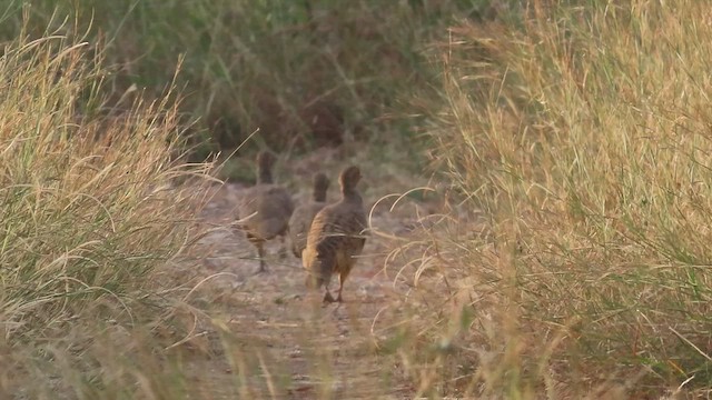 Gray Francolin - ML625481677