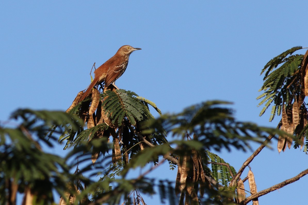 Brown Thrasher - ML625481690