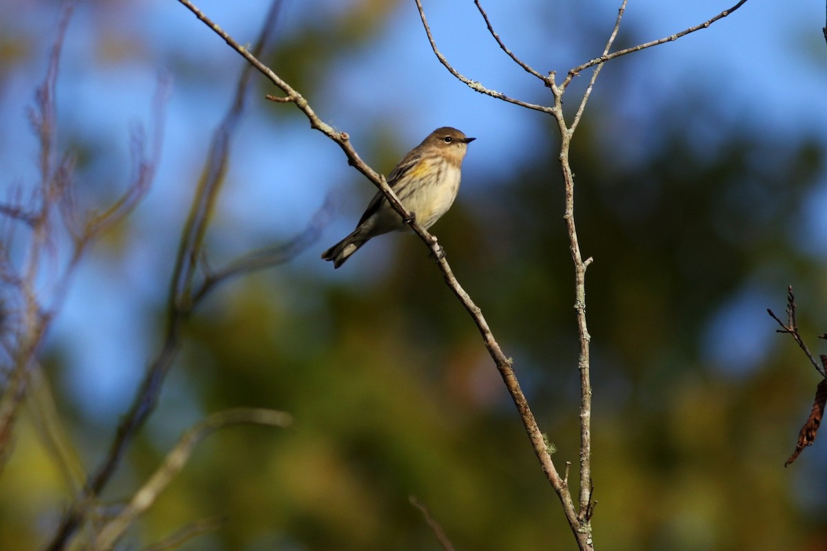 Yellow-rumped Warbler - ML625481709