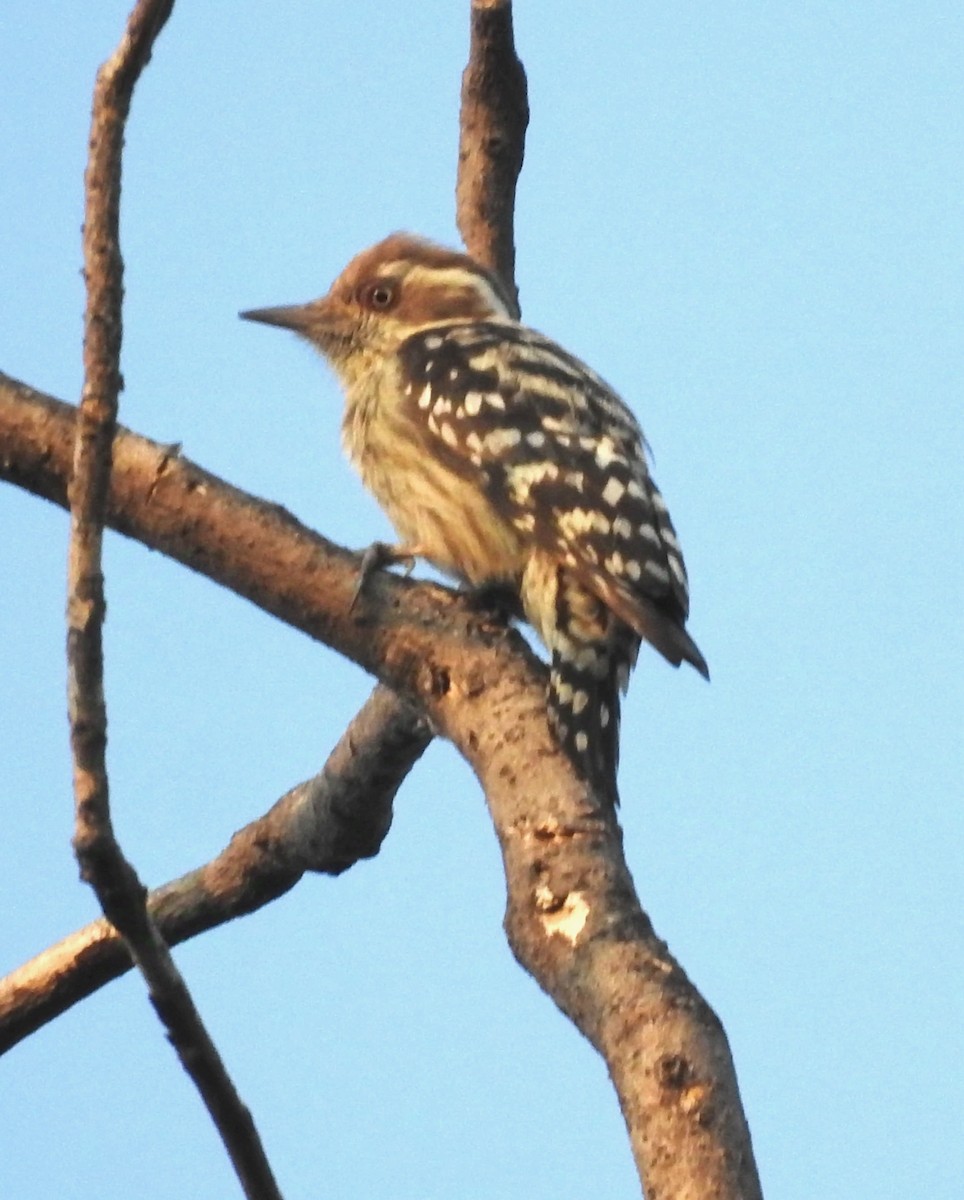 Brown-capped Pygmy Woodpecker - ML625481745