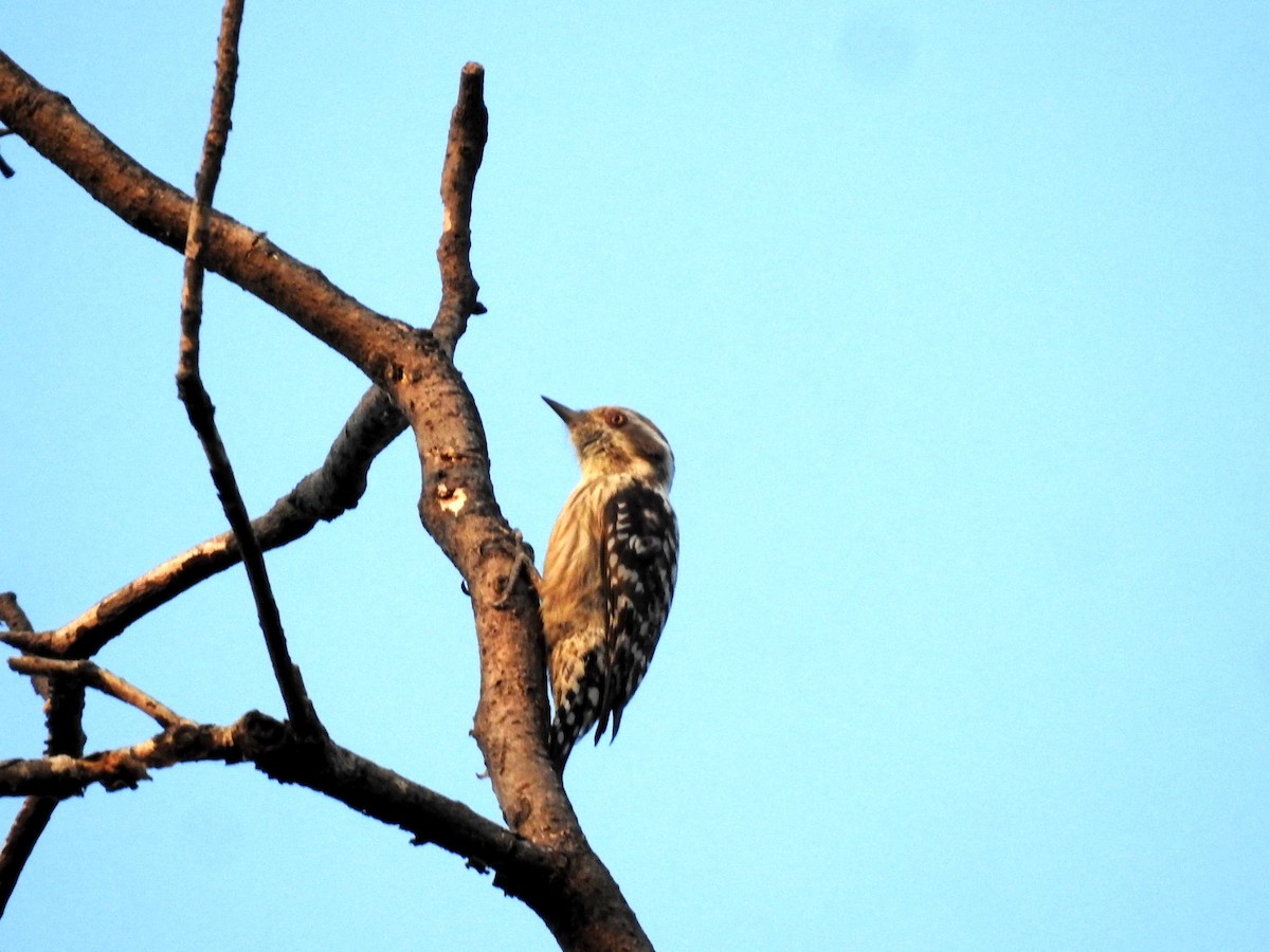 Brown-capped Pygmy Woodpecker - ML625481751