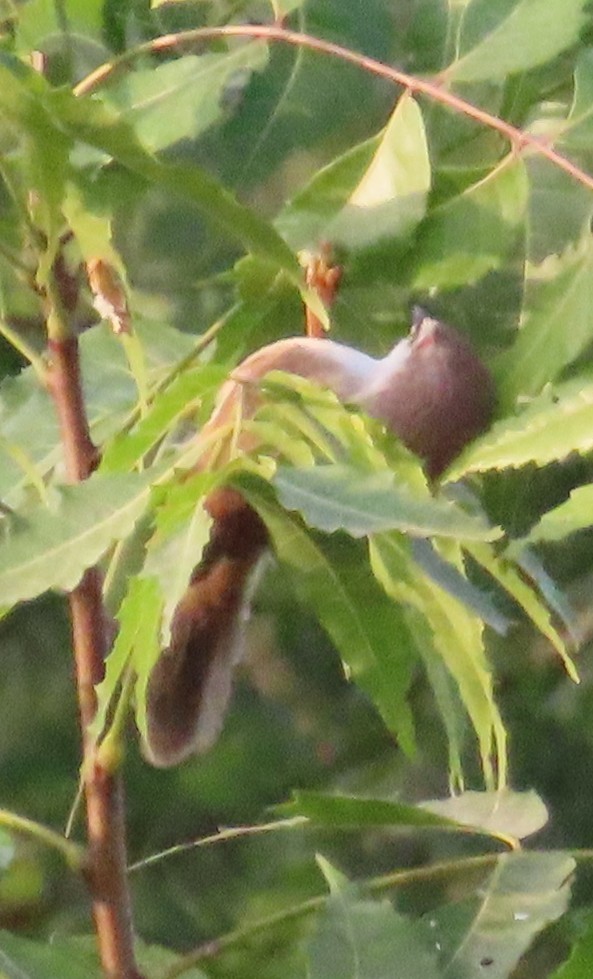 Yellow-eyed Babbler - ML625481859