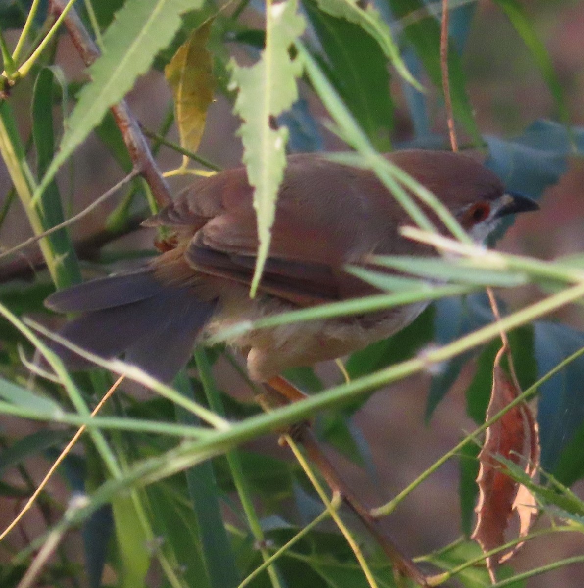 Yellow-eyed Babbler - ML625481860