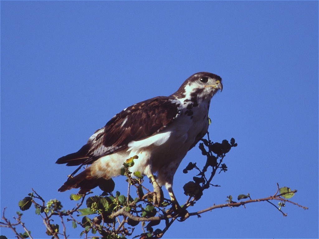 Канюк-авгур - ML625481863