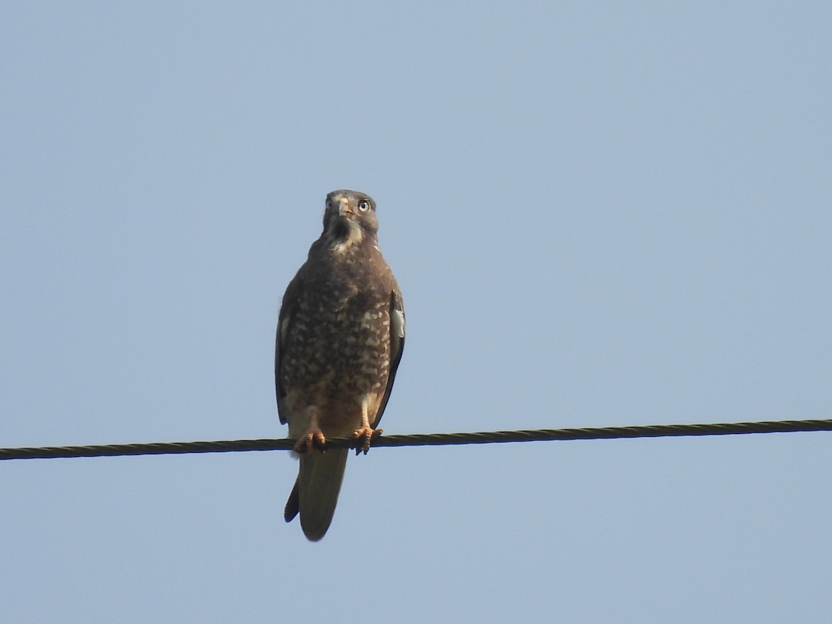White-eyed Buzzard - ML625481903