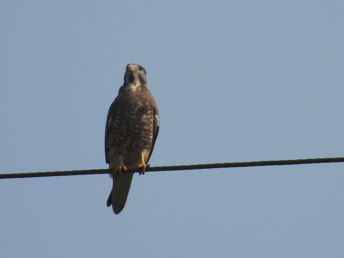 White-eyed Buzzard - ML625481904