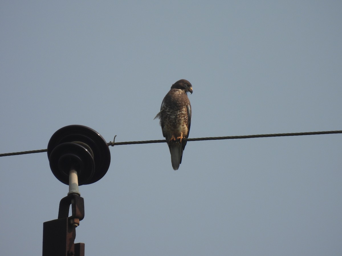 White-eyed Buzzard - ML625481905