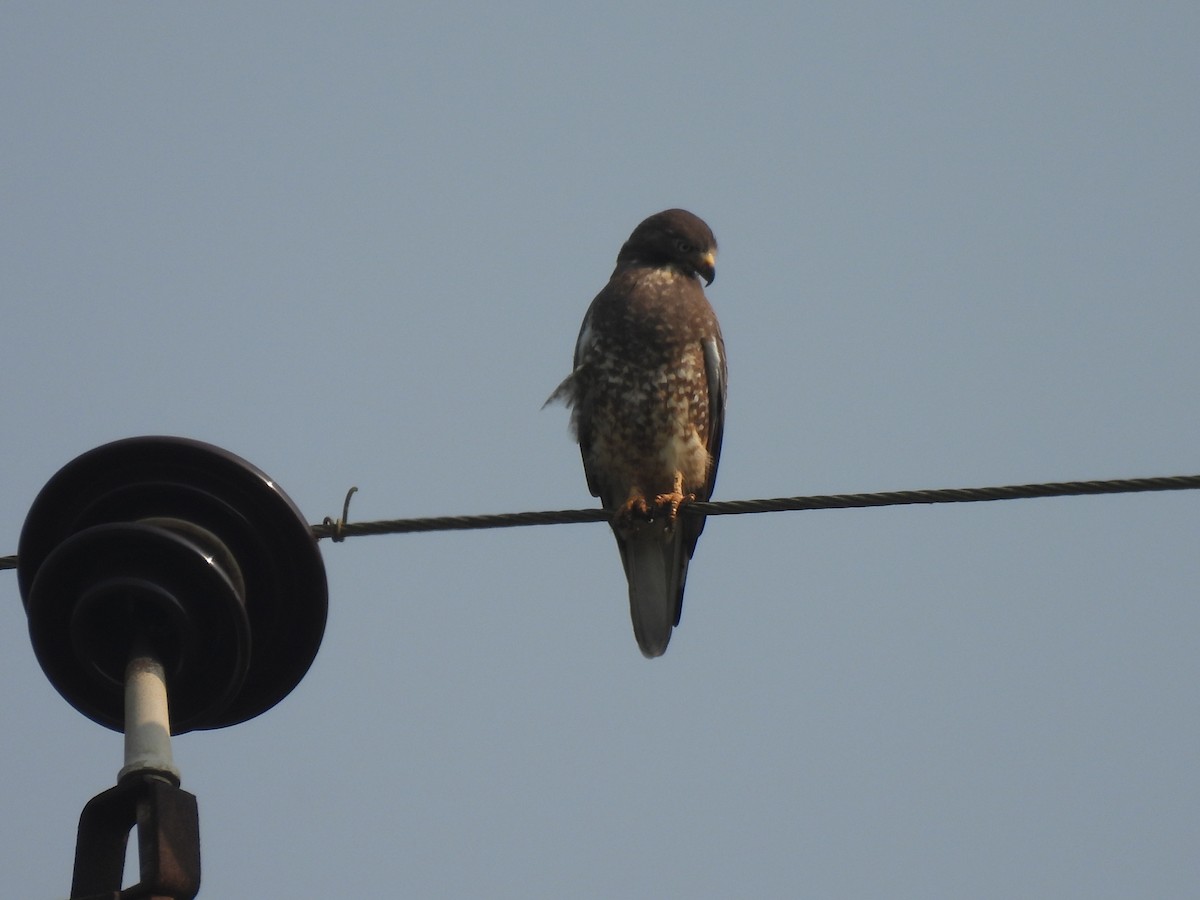 White-eyed Buzzard - ML625481907
