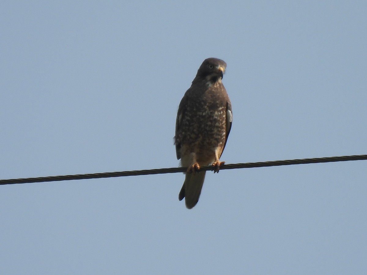 White-eyed Buzzard - ML625481908