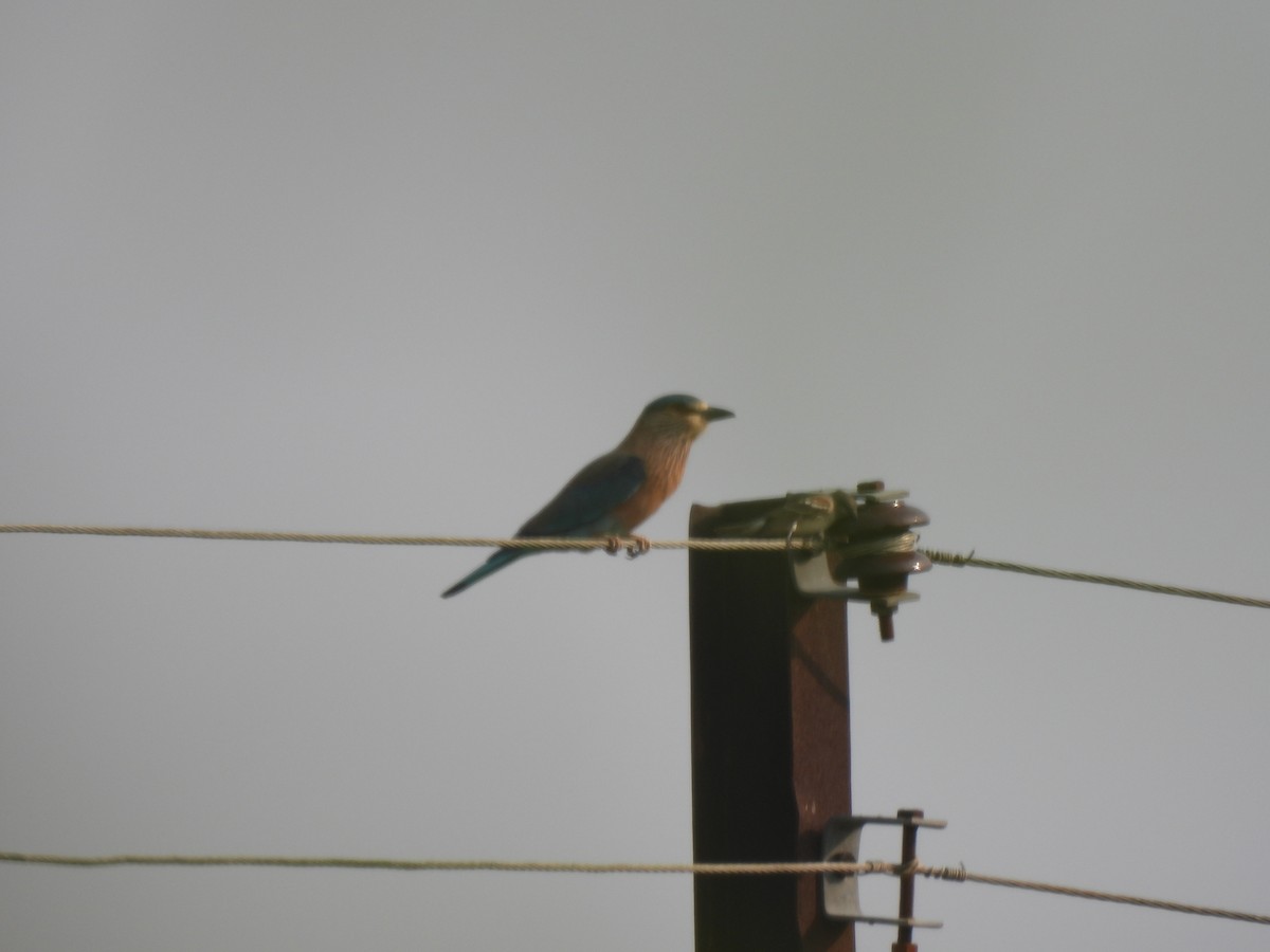 Indian Roller - ML625481923