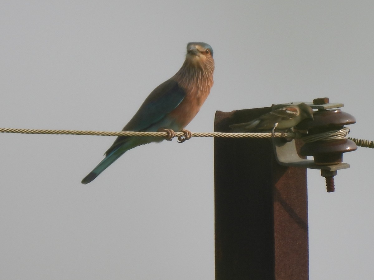 Indian Roller - ML625481924