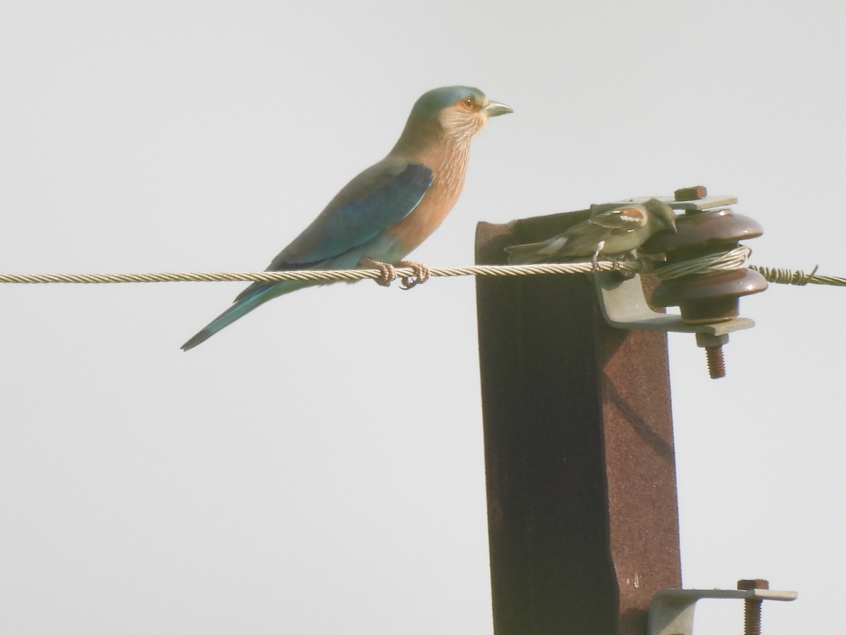 Indian Roller - ML625481925