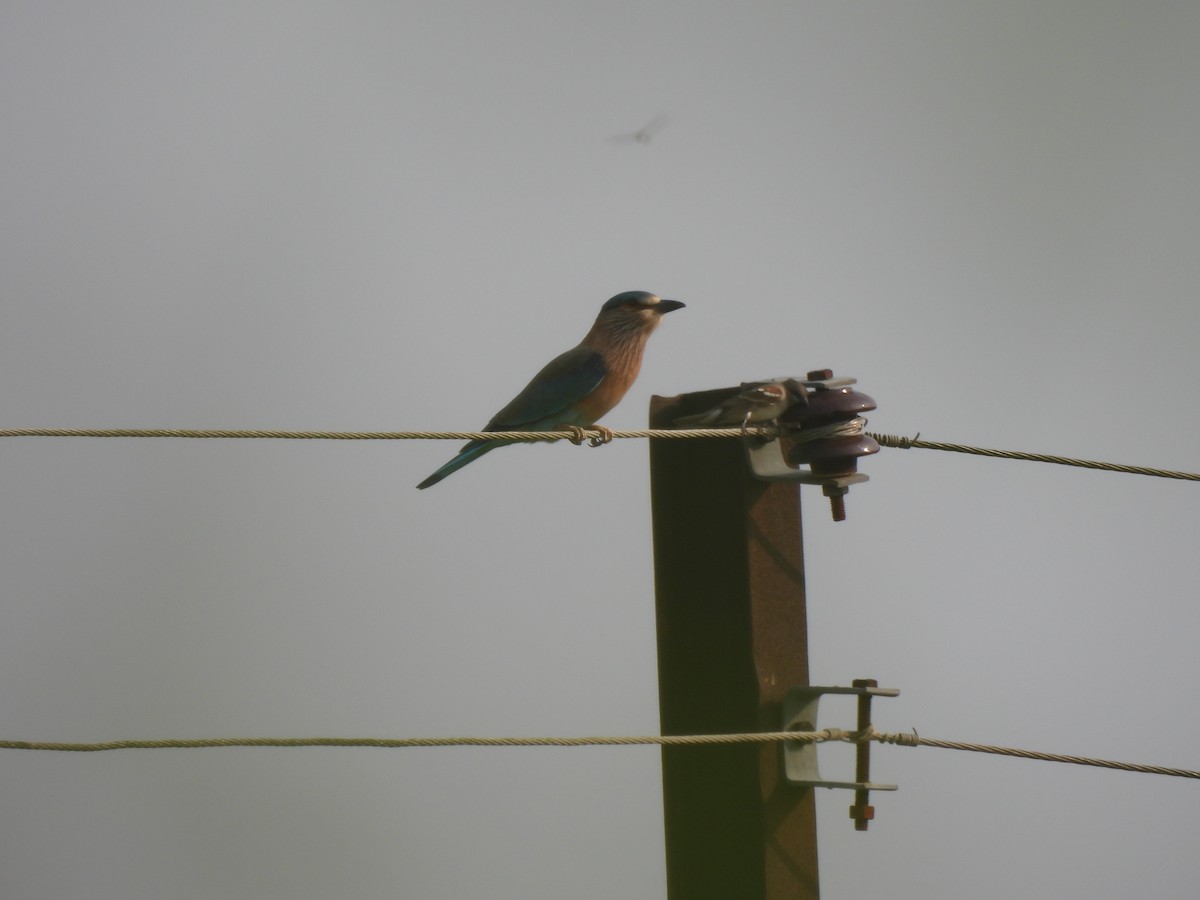 Indian Roller - ML625481926