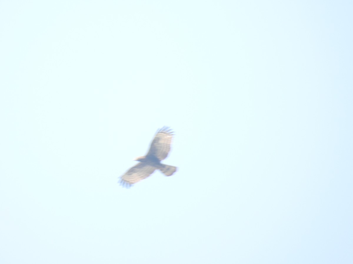 Oriental Honey-buzzard - ML625481942