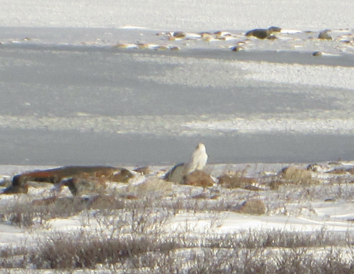 Gyrfalcon - ML625482019