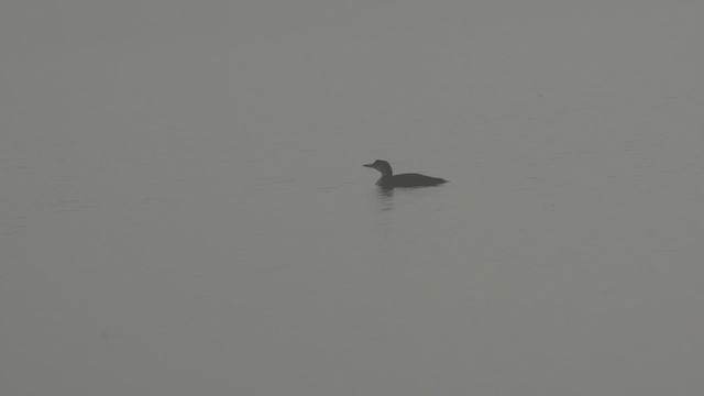 Common Loon - ML625482098