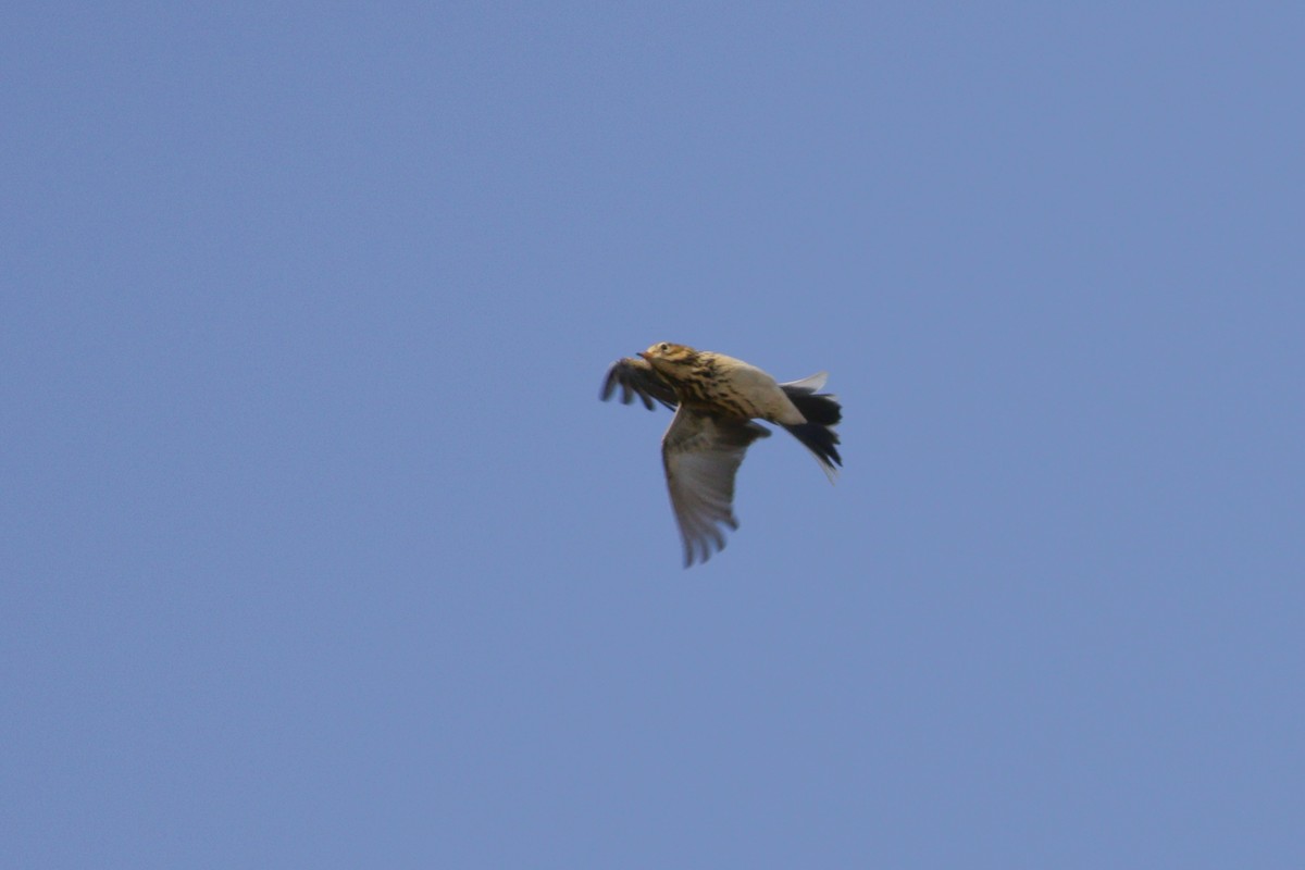 Meadow Pipit - ML625482114