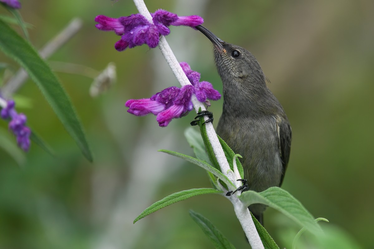 Greater Double-collared Sunbird - ML625482125