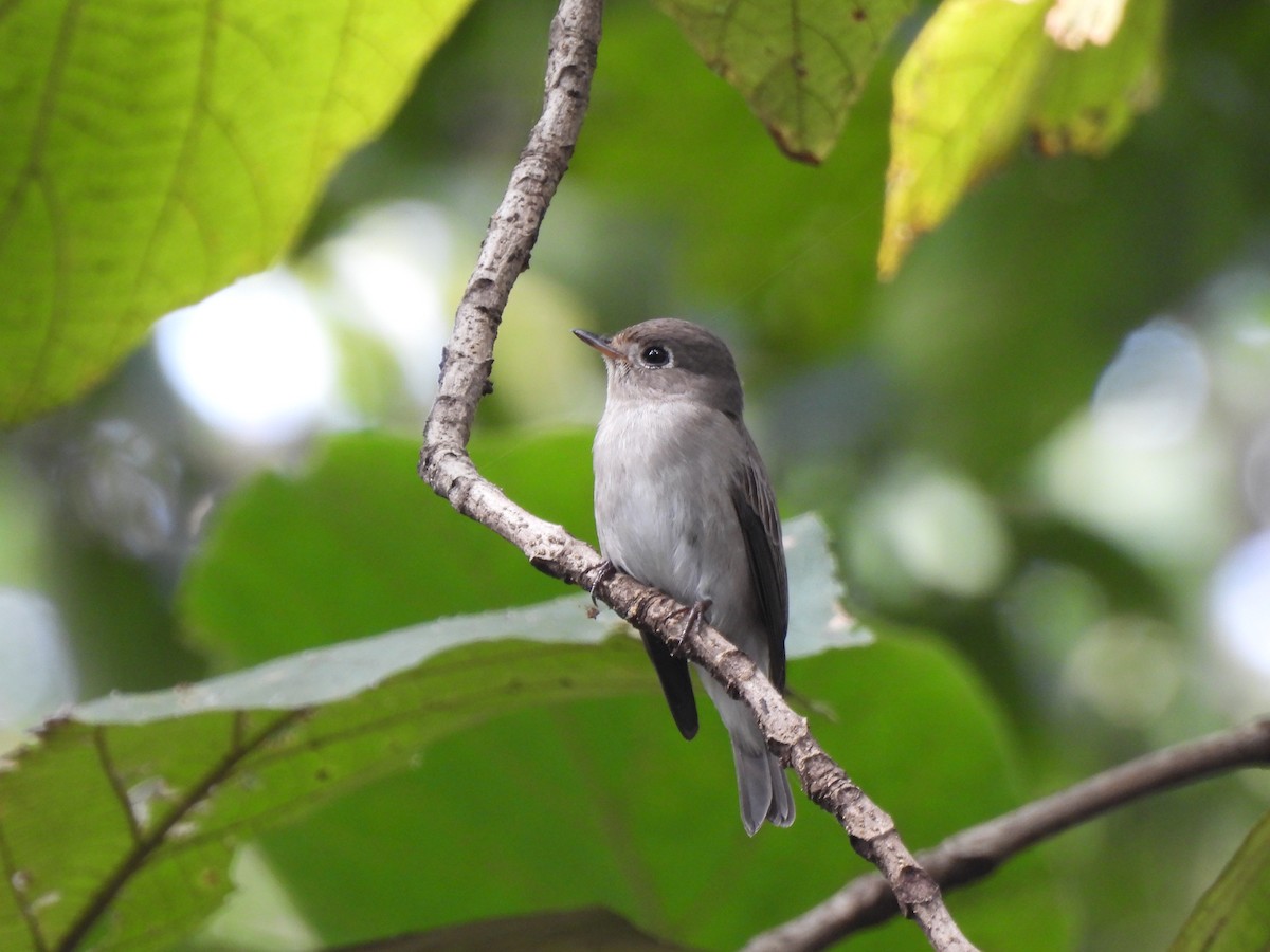 Asian Brown Flycatcher - ML625482205