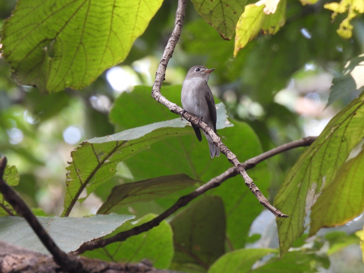 Asian Brown Flycatcher - ML625482206