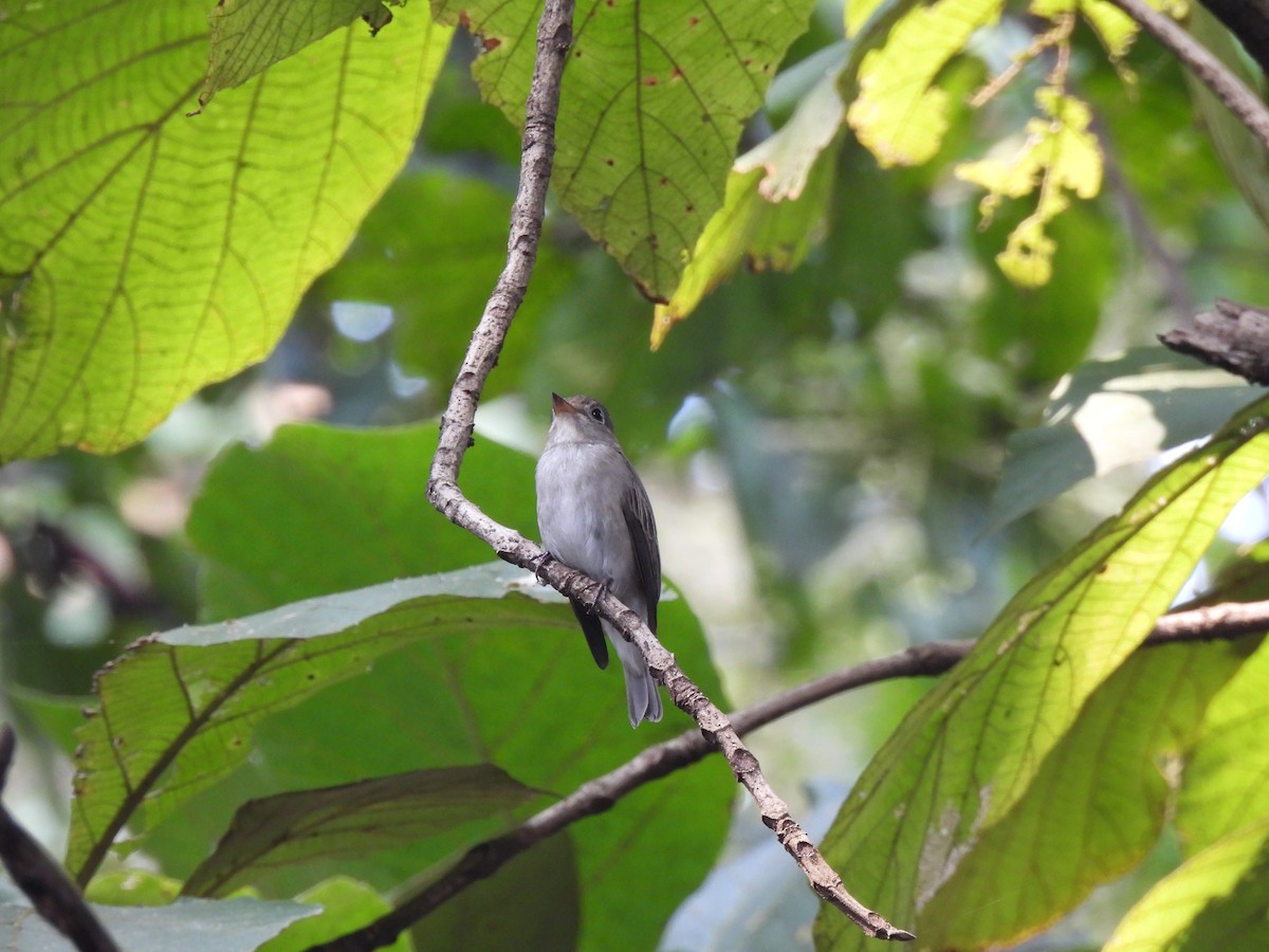 Asian Brown Flycatcher - ML625482207