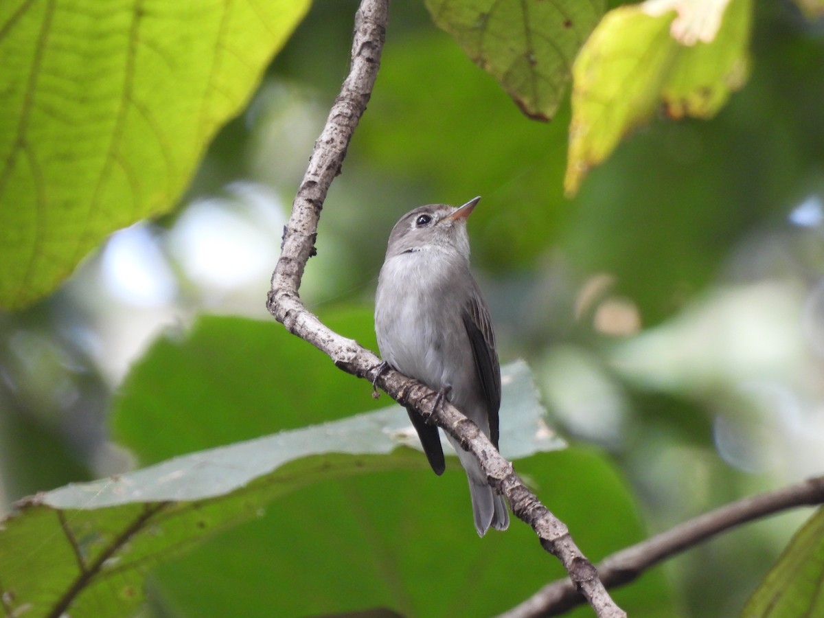 Asian Brown Flycatcher - ML625482208