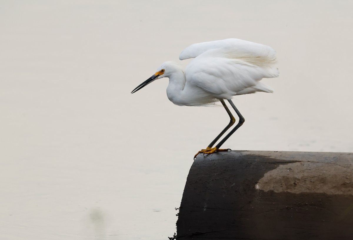 Snowy Egret - ML625482249